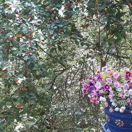 Sumska Kuca Sandy Σπίτι διακοπών Banatski Karlovac