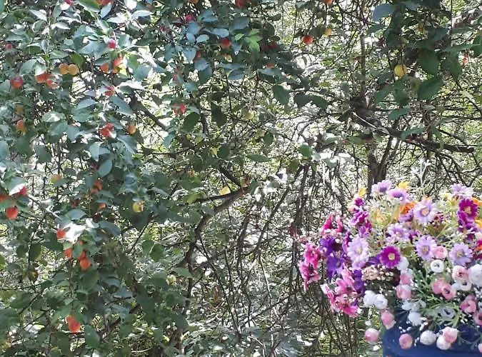 Sumska Kuca Sandy Holiday home Banatski Karlovac